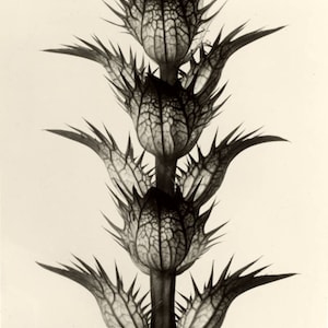 KARL BLOSSFELDT｜EGGSEED