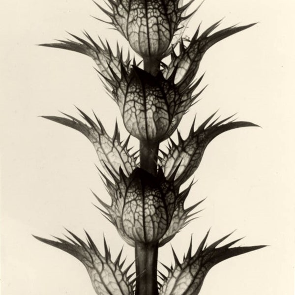 Botanical Photography In Nature By Karl Blossfeldt Vintage 1928 Print Poster