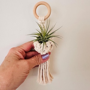 May include: A macrame plant hanger with a wooden ring and a woven basket holding a green air plant. The hanger is made of natural-colored cotton cord and features a tassel at the bottom. The plant has long, thin green leaves.