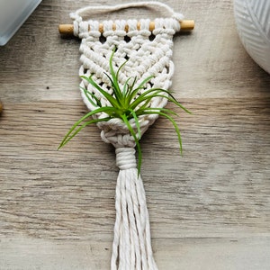 May include: A white macrame plant hanger with a wooden dowel and a green air plant. The hanger has a tassel at the bottom.