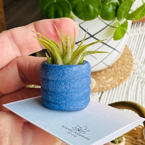 May include: A small air plant in a blue textured ceramic pot. The pot has a ribbed design. The plant is sitting on a white card with the text "Knotty Mommi" printed on it.