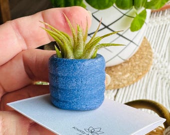 Handmade Miniature Pot with Air Plant: Unique Desk Decor