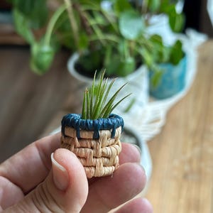 May include: A miniature woven basket planter with a blue painted rim, holding a small green plant. The basket is held in a hand, with other plants in the background. The basket is approximately 2 inches tall.