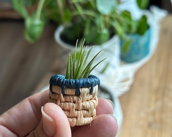Mini Woven Basket with Live Air Plant – Handmade & Unique, Plant Lover