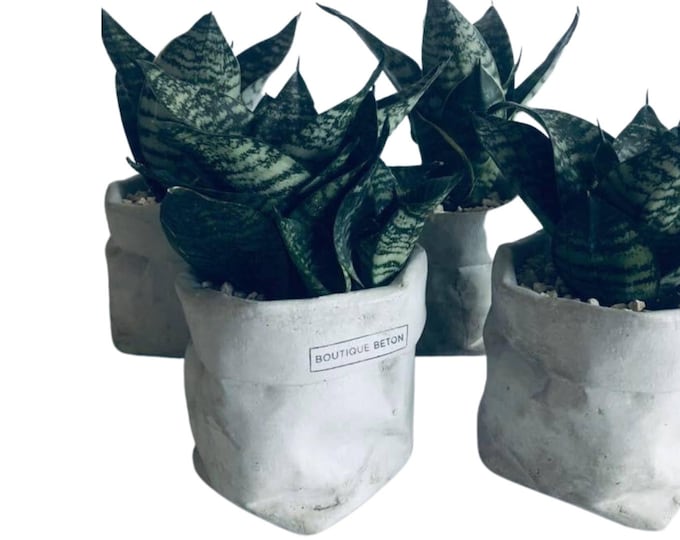 Concrete Flower Pot - Modern Gift
