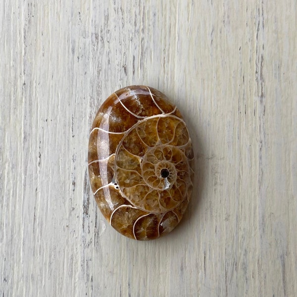 Ammonite Cabochon, Ammonite Fossil Cabochon, Ammonite, Oval Ammonite Cabochon, Ammonite Fossil