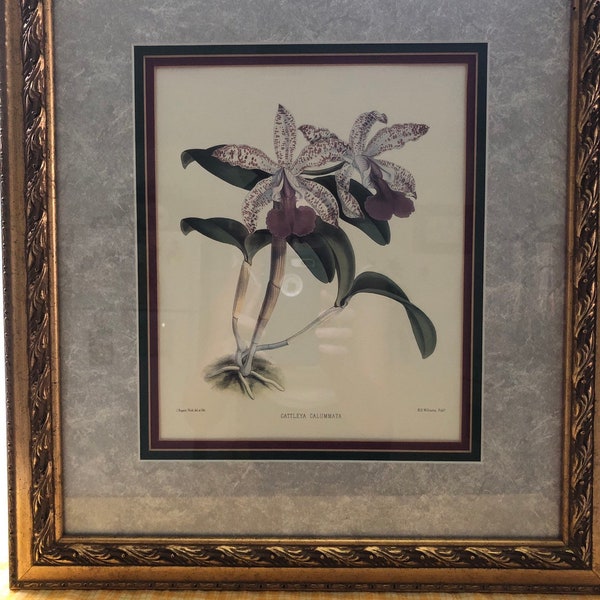 J. Nugent Fitch Pair, Cattleya Calummata, Laelia Gouldiana, Lithographs, B S Williams publisher, Beautiful