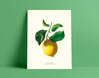 Lemon botanical watercolor - Poster 18 x 24 cm