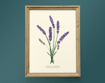 Lavender botanical watercolor - Poster 18 x 24 cm