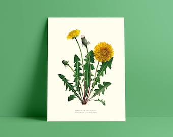 Botanical watercolor dandelion - Poster 18 x 24 cm