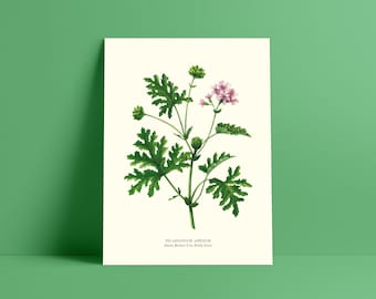 Botanical watercolor geranium rosat - Poster 18 x 24 cm