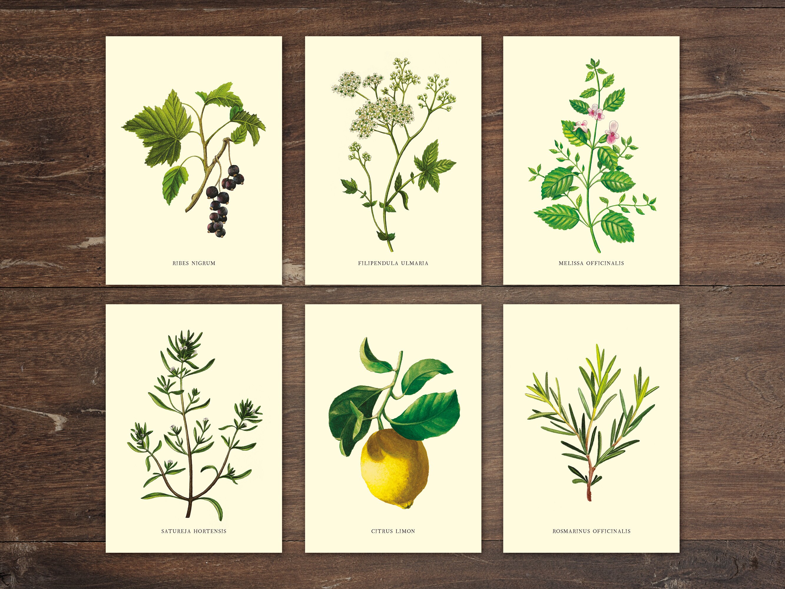 Lot de 6 Cartes Postales Aquarelles Botaniques Cassis, Reine Des Prés, Mélisse, Sariette, Citron, Ro