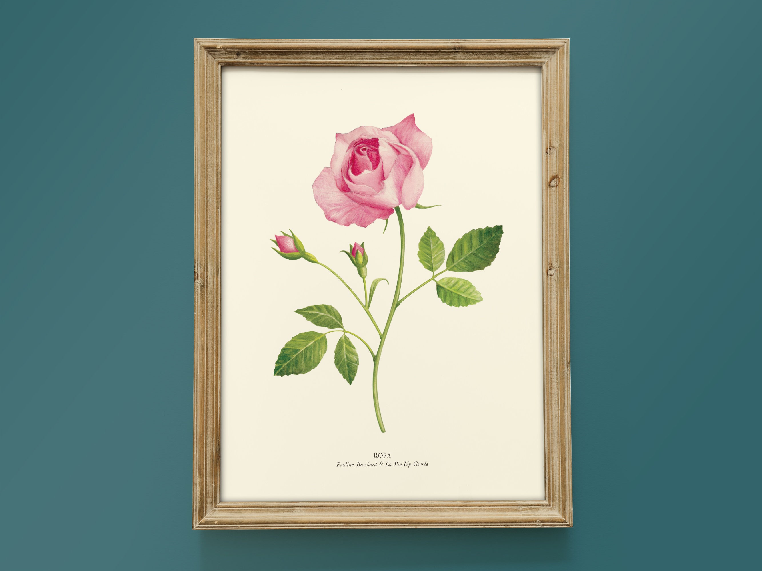 Aquarelle Botanique Fleur Rose - Affiche 18 X 24 cm