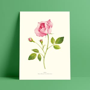Acuarela botánica flor rosa - Póster 18 x 24 cm