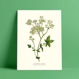 Botanisches Aquarell Mädesüß - Poster 18 x 24 cm