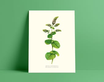 Watercolor botanical mint round leaves - Poster 18 x 24 cm