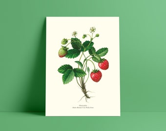 Botanical watercolor strawberries - Poster 18 x 24 cm