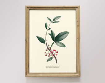 Botanical watercolor pepper timut - Poster 18 x 24 cm