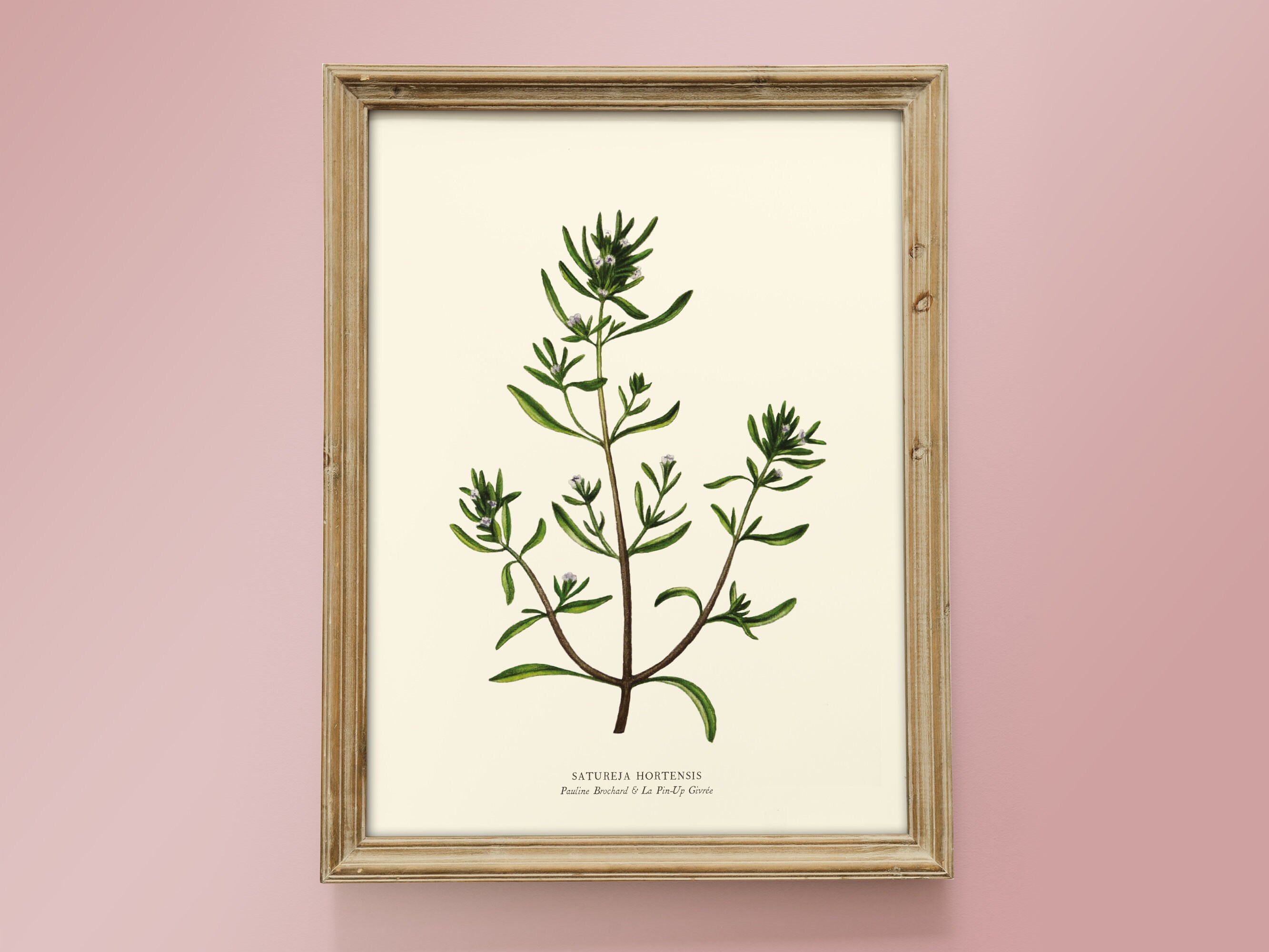 Aquarelle Botanique Sariette - Affiche 18 X 24 cm