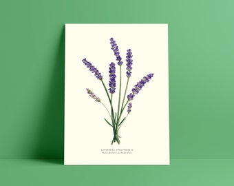 Lavender botanical watercolor - Poster 18 x 24 cm