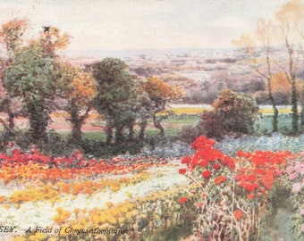 Guernesey, un champ de chrysanthèmes de l'artiste Wimbush, carte postale vintage 1905 Tucks