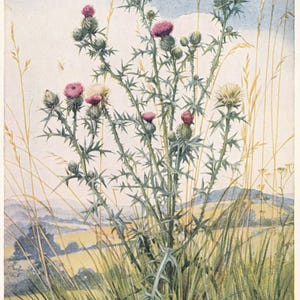 Carte postale de la Société des Médicis des années 50, Margaret Tarrant, chardon écossais, série fleurs sauvages