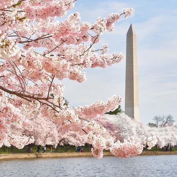 Washington DC Cherry Blossom Festival, Washington Monument, Digital Download, Home Decor, Instant Download, Spring Flowers, Flower Artwork,