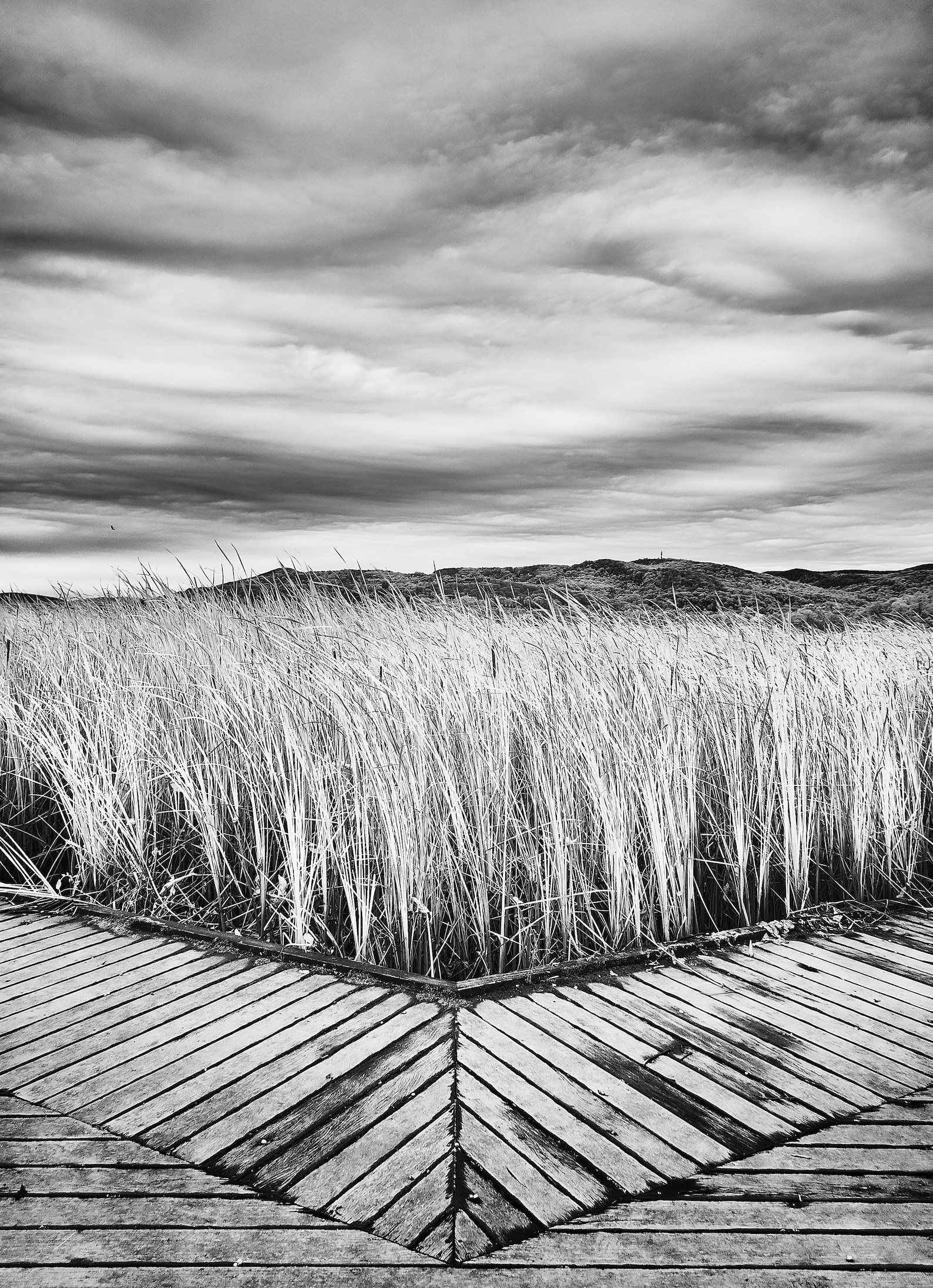 Black and White B&W Print Nature Nordic Decor Infrared - Etsy Australia