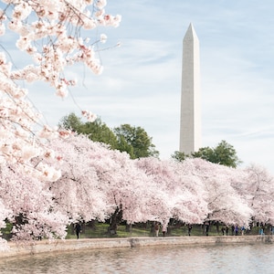 Washington DC Kirschblüten, Wandkunst, druckbar, Dekor, Zuhause, digital, Sofort Download, Frühlingsblumen, Blumen Kunstwerk, Blüte, Blüte