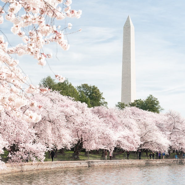 Washington DC Cherry Blossoms, Wall Art, Printable,  Decor, Home, Digital, Instant Download, Spring Flowers, Flower Artwork, Bloom, Blossom