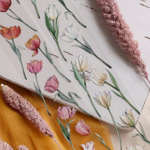 Loi_Design | Warme Farbtulpe | Kappenband | gehen
