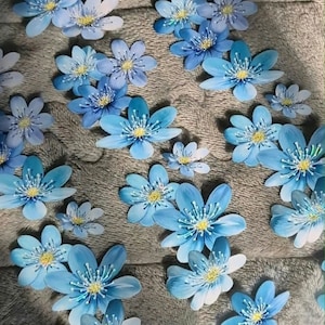 Vintage Hepatica Nobilis PET tape sample | 65 cm loop