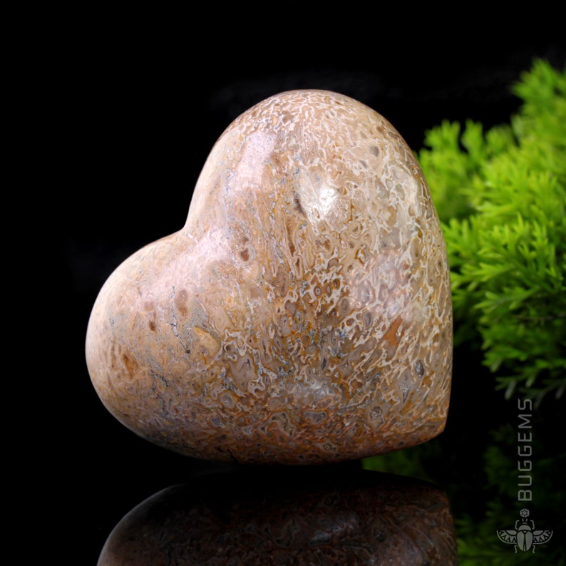 fossilized dinosaur heart