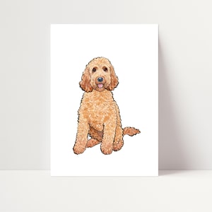 Puede incluir: Un perro doodle marrón claro sentado con la lengua fuera. El perro tiene un pelaje esponjoso y mira directamente a la cámara.