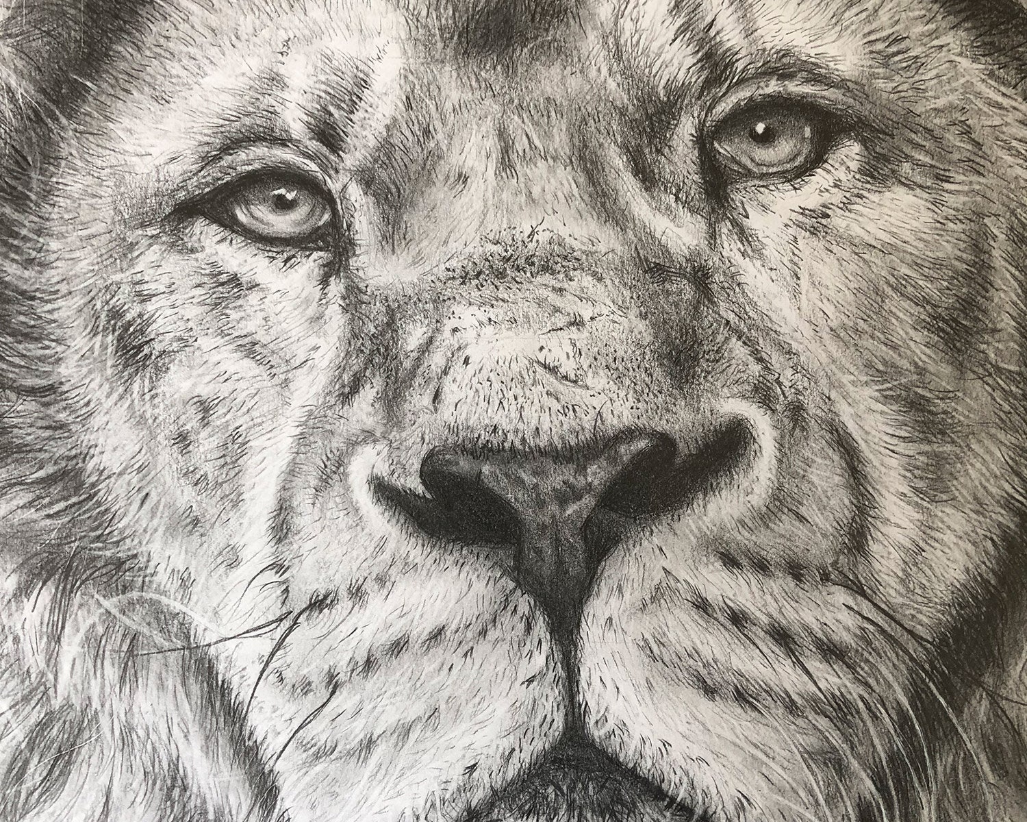 ORIGINAL lion pencil drawing by Jason Bodell A2 Lion Etsy