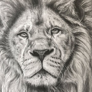 ORIGINAL lion pencil drawing by Jason Bodell – A2 – Lion portrait, fine art, realism, wildlife art