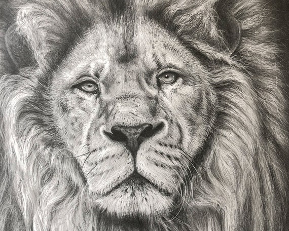 Dessin Original Au Crayon Lion Par Jason Bodell A2 Etsy