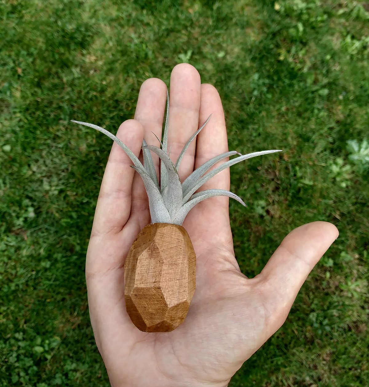 Pineapple Air Plant Holder Pineapple Airplant Geometric Air Etsy UK