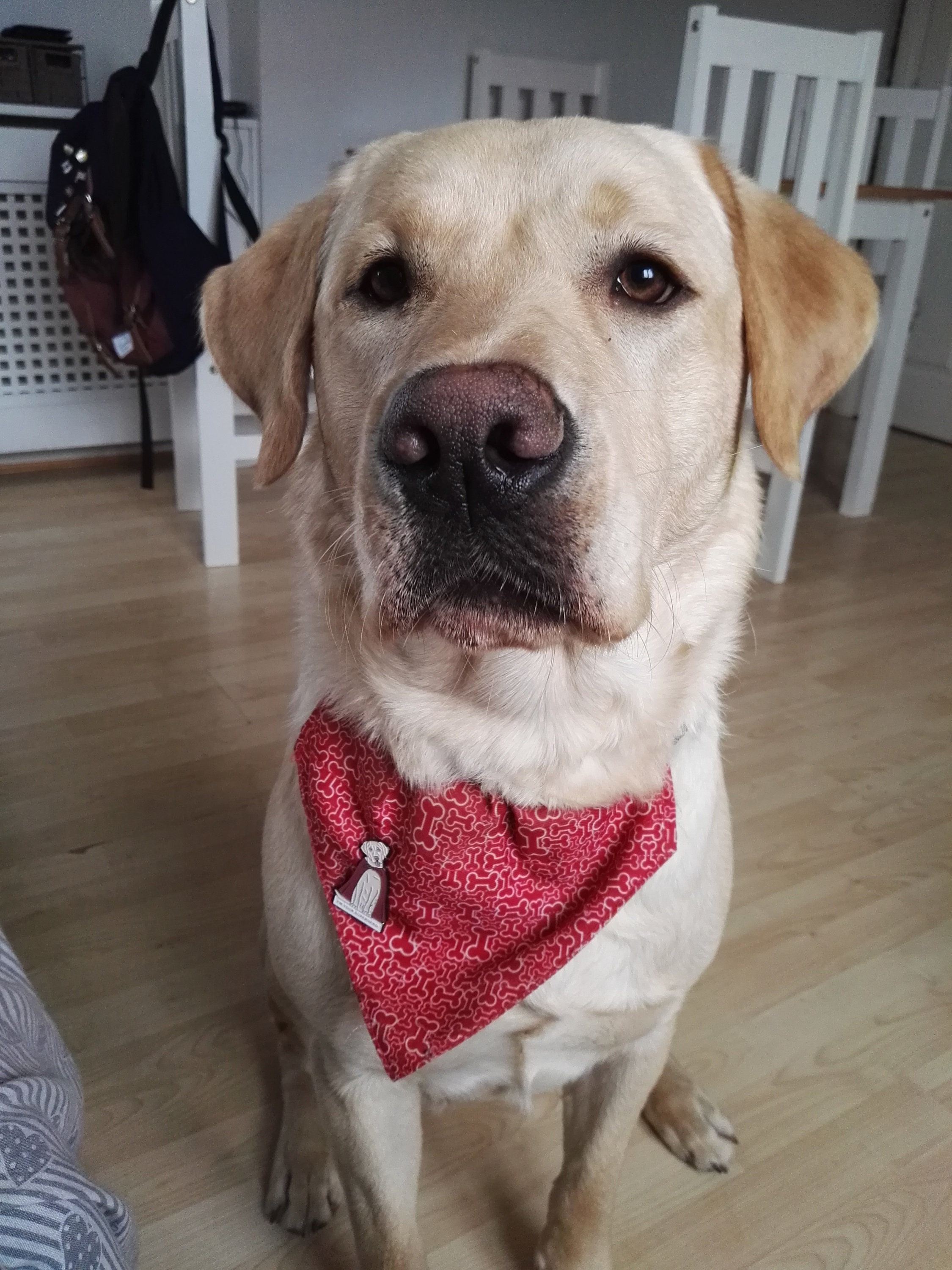 Labrador Enamel Pin Etsy