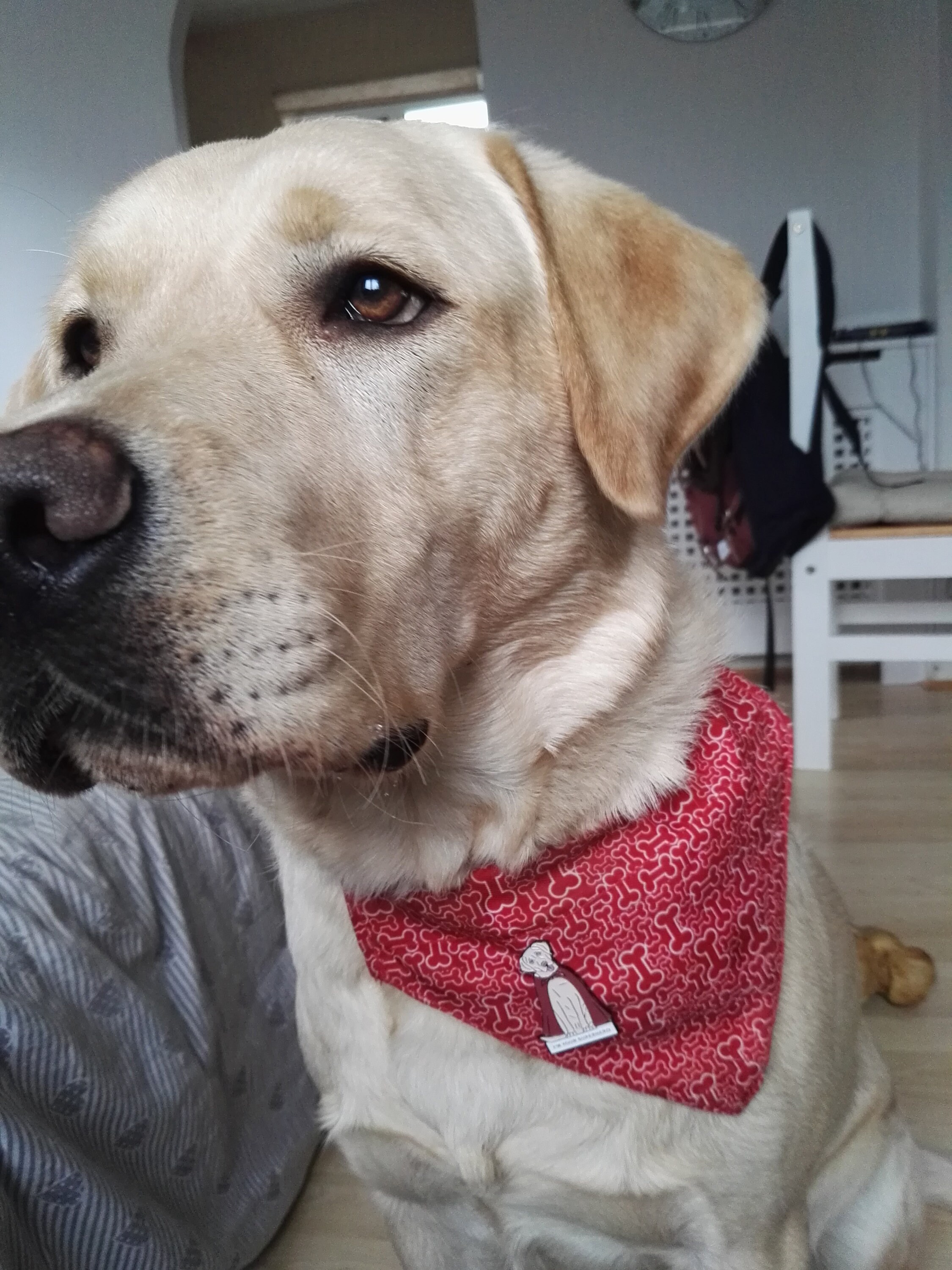 Labrador Enamel Pin Etsy