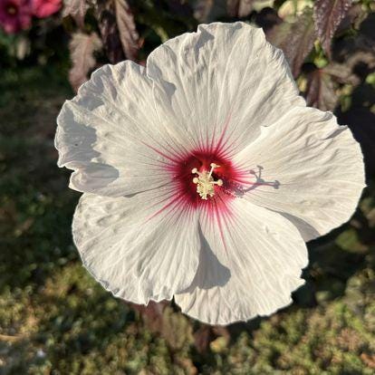 Blue hibiscus seeds - Etsy 日本