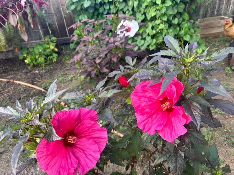 Mrs. Mars Hardy Dinner Plate Hibiscus Etsy