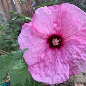 ピンクエレファントディナープレート ハーディハイビスカス