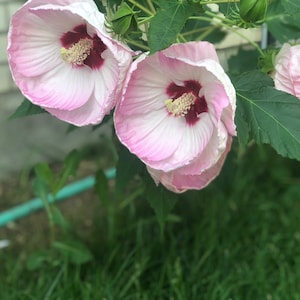 Pink and white Luna Hardy Hibiscus