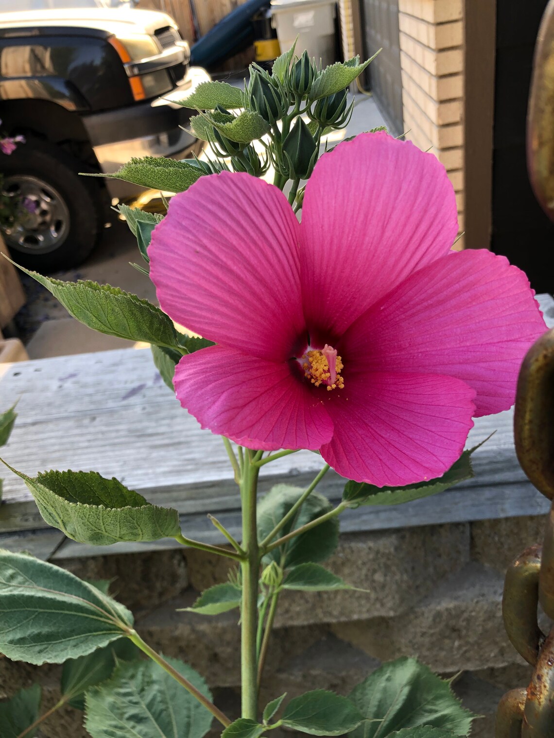 Hot Pink Dinner Plate Hibiscus Fresh Seeds Etsy Sweden
