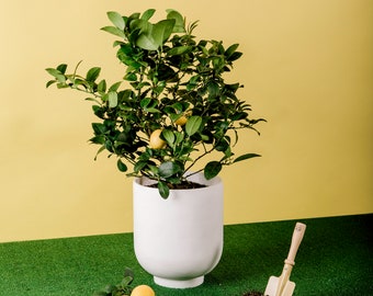 Meyer Lemon Citrus Plant