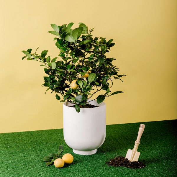 Meyer Lemon Citrus Plant