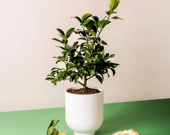 Key Lime Tree Live Plant: Indoor/Outdoor Fruit House Plant