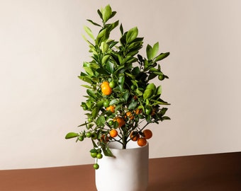 Calamansi / Calamondin Citrus Plant