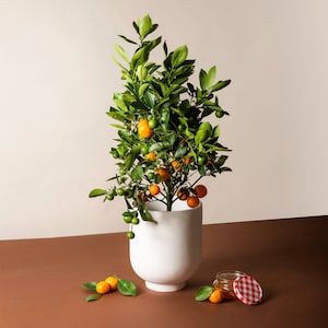 Plante d'agrumes Calamansi / Calamondin